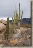 images/Trails/AZ07/AZ07-Tuscon-50YR-13JAN07-20.jpg