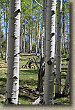 AZ 2010 - Flagstaff Part I