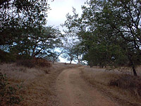 DaleyRanch-11NOV01-01-EngelmannOak-1.jpg (183459 bytes)