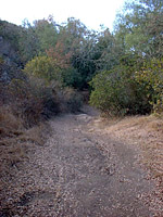 DaleyRanch-11NOV01-05-BobcatSingleTrack-3.jpg (166924 bytes)