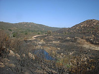 DaleyRanch-22NOV03-FireDamage-10.jpg (82765 bytes)