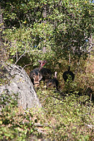 Laguna Mountains Camping in Sept 2007