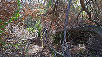 Warren Canyon Trail