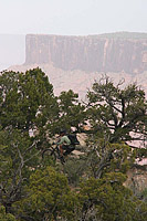 The Porcupine Rim Trail