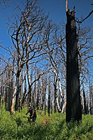 images/Trails/Cuyamaca/CuyamacaMountains-29MAY06-19.jpg