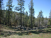 Idyllwild-22MAR03-01.JPG (102513 bytes)