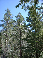 Idyllwild-22MAR03-09-ErnieMaxTrail.JPG (124756 bytes)