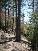 Idyllwild-22MAR03-11-ErnieMaxTrail.JPG (128176 bytes)