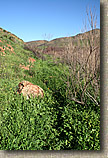 The Otay Mountain Loop