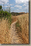 San Clemente Singletracks